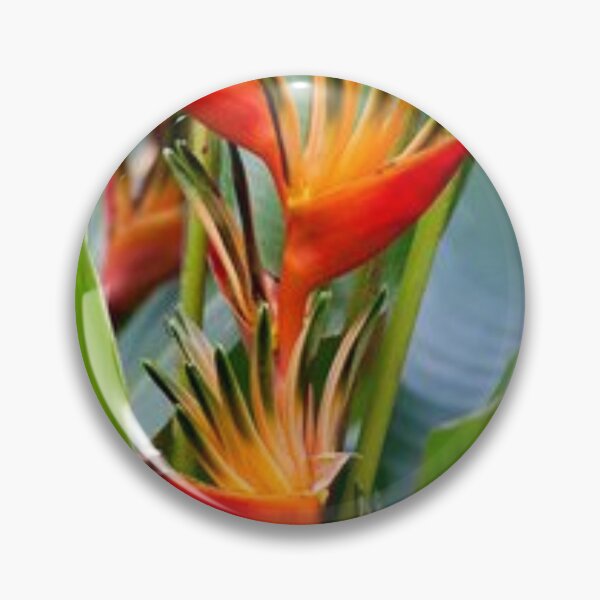 Item preview, Nice edible Canna. designed and sold by Lan thi Nguyen.