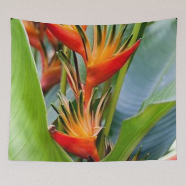 Item preview, Nice edible Canna. designed and sold by Lan thi Nguyen.