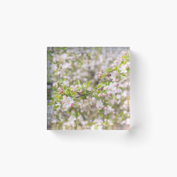 Item preview, Pastel Pink Springtime Orchard Apple Blossoms in Naramata designed and sold by Amy Mitchell.