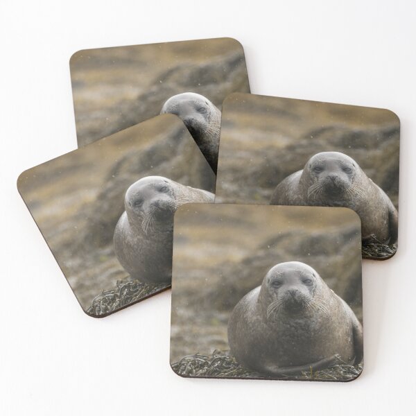 Item preview, Grey seal designed and sold by pietrofoto.