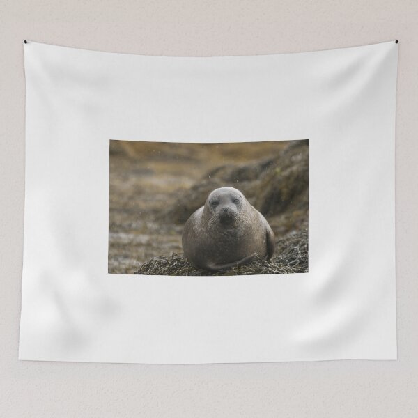 Item preview, Grey seal designed and sold by pietrofoto.