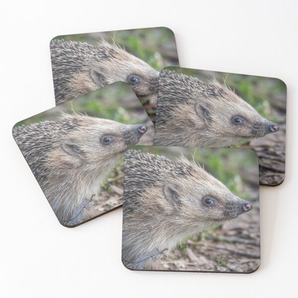 Item preview, European Hedgehog designed and sold by Steve Liptrot Photography.