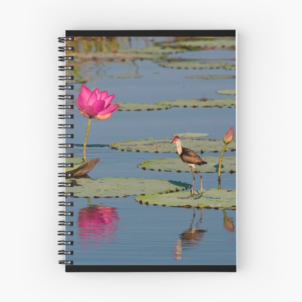 Item preview, Comb-Crested Jacana on the South Alligator River, Kakadu National Park designed and sold by Erik Schlogl.