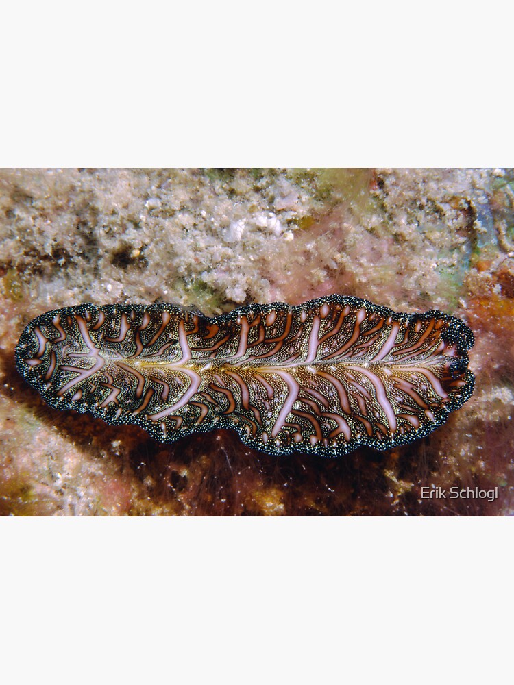 "Persian Carpet Flatworm, Great Barrier Reef" Sticker for Sale by eschlogl Redbubble
