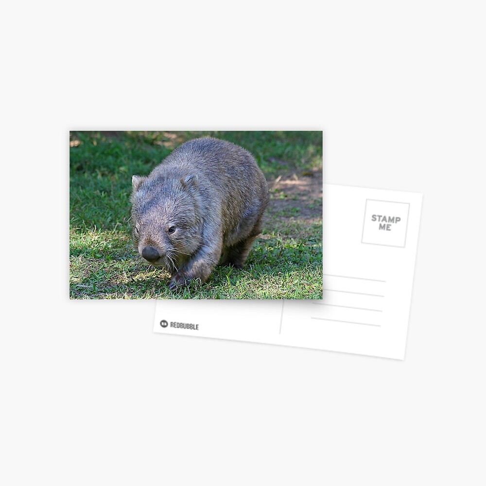 Common Wombat Greeting Card By Jennyb Redbubble