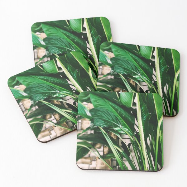 Item preview, Peace Lily designed and sold by grdnstplantmom.