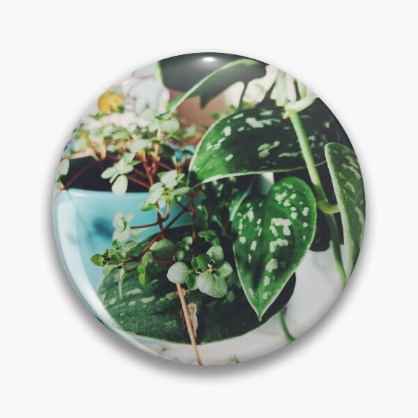 Item preview, Pilea Glauca and Scindapsus Pictus designed and sold by grdnstplantmom.