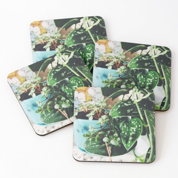 Item preview, Pilea Glauca and Scindapsus Pictus designed and sold by grdnstplantmom.
