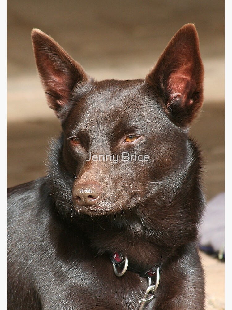 Retriever Best Of All Breeds Golden Retriever Which Dog Breed Is