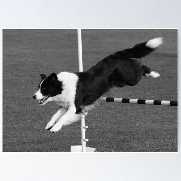 Item preview, Border Collie Jumping designed and sold by Jenny Brice.