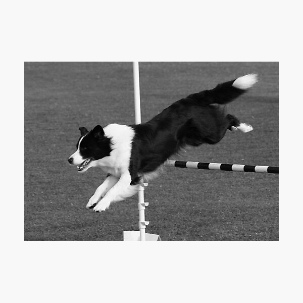 Item preview, Border Collie Jumping designed and sold by Jenny Brice.