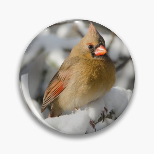 Item preview, Northern Cardinal (female) in winter designed and sold by rodmacpherson.