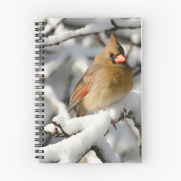 Item preview, Northern Cardinal (female) in winter designed and sold by rodmacpherson.
