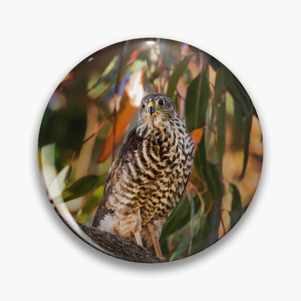 Item preview, Brown Goshawk_VOA8383A designed and sold by SEADOGPRINTS.