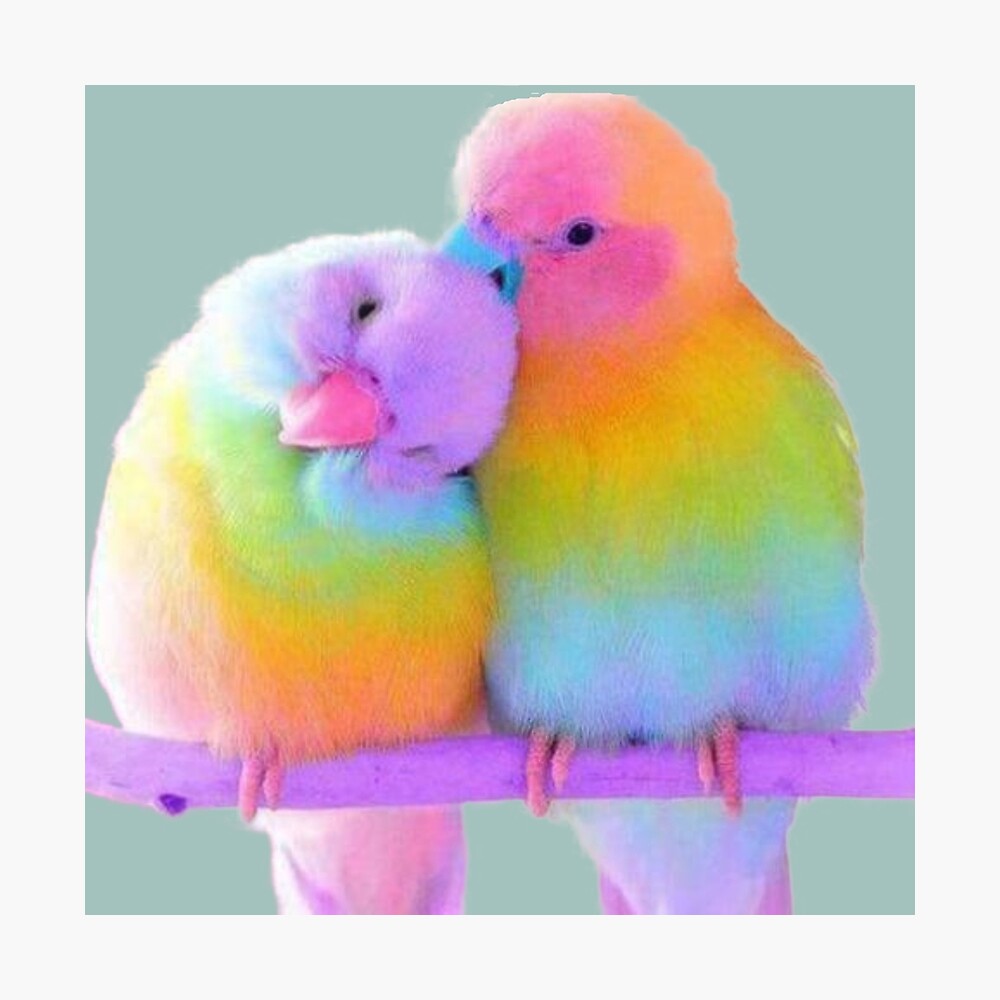 RAINBOW LOVE BIRDS
