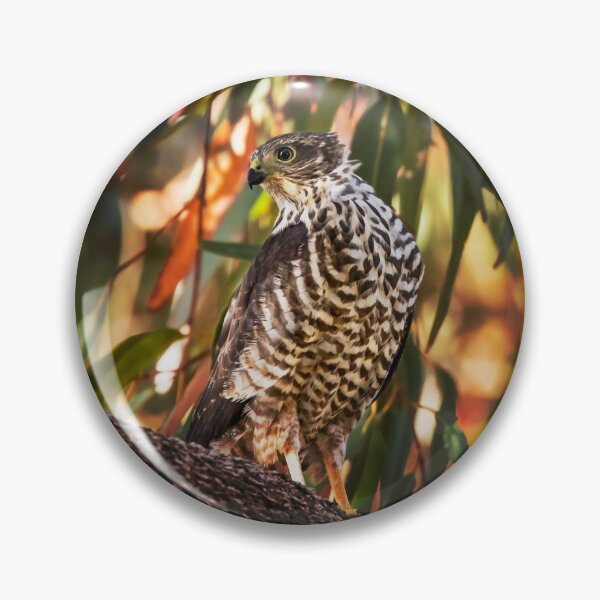 Item preview, Brown Goshawk_VOA8386A designed and sold by SEADOGPRINTS.