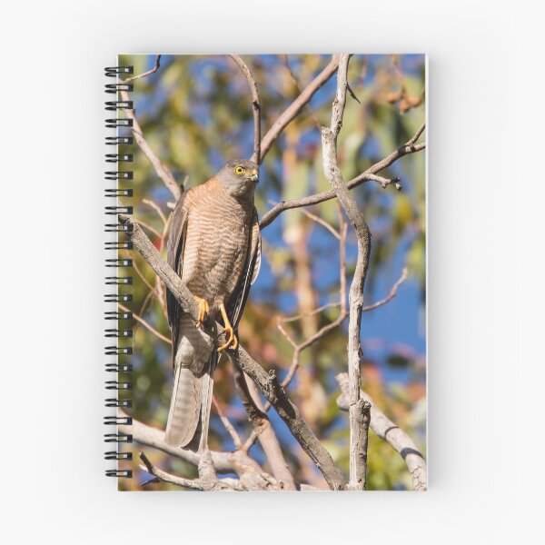 Item preview, Collared Sparrowhawk_VOA8582A designed and sold by SEADOGPRINTS.