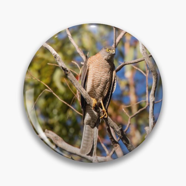 Item preview, Collared Sparrowhawk_VOA8582A designed and sold by SEADOGPRINTS.