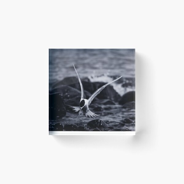 Item preview, Crested Tern_VOA8098A designed and sold by SEADOGPRINTS.