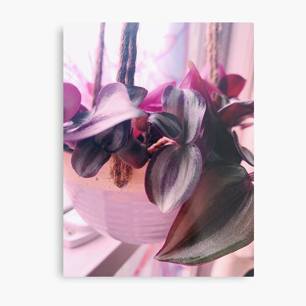 Item preview, Tradescantia Zebrina 2 designed and sold by grdnstplantmom.