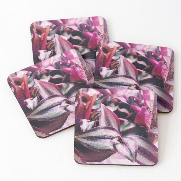 Item preview, Tradescantia Zebrina 3 designed and sold by grdnstplantmom.