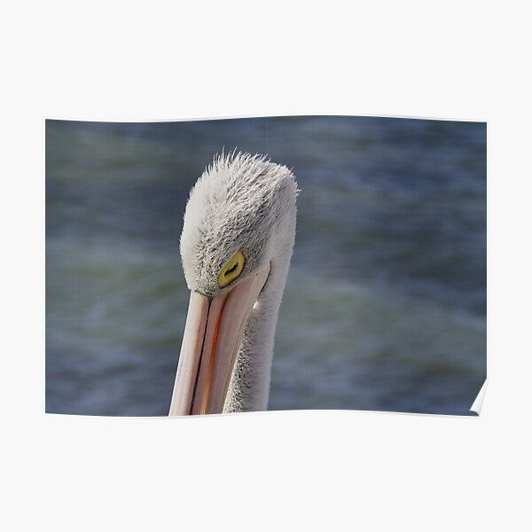 Pelican Sleeping Poster