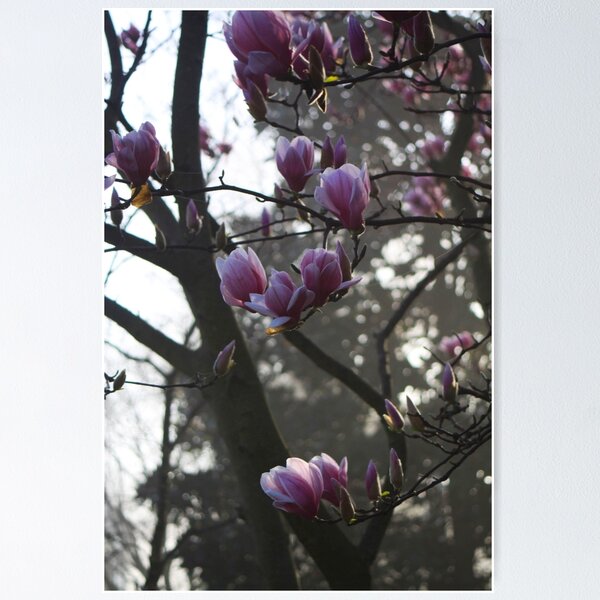 Item preview, MAGNOLIAS designed and sold by Pauline Evans.