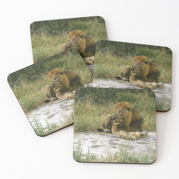 Item preview, Lion on Safari. Zimbabwe, South Africa. designed and sold by KarenZuk.