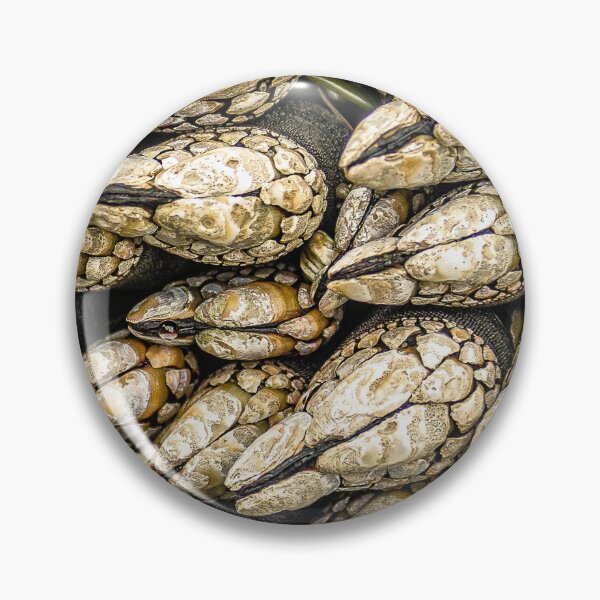 Item preview, Stalked barnacles designed and sold by iansmissenphoto.