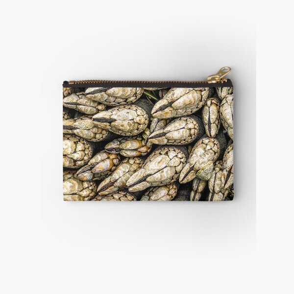 Item preview, Stalked barnacles designed and sold by iansmissenphoto.