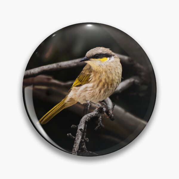 Item preview, Singing Honeyeater_VOA8137 designed and sold by SEADOGPRINTS.
