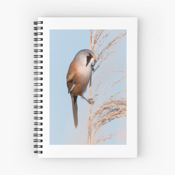 Item preview, Bearded Tit designed and sold by Ian Hufton.