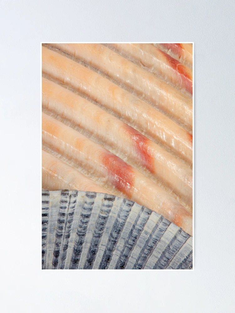 Thumbnail 1 of 3, Poster, Seashells designed and sold by WorldDesign.