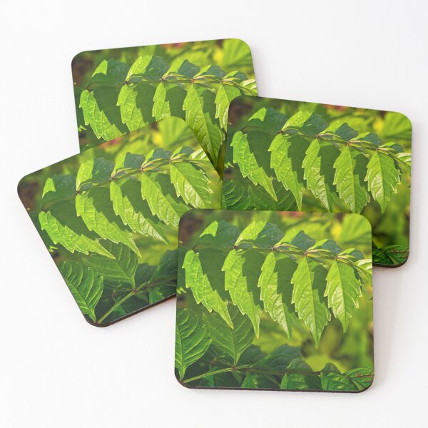 Item preview, Making the most of a sunny morning (4) designed and sold by Wolf Sverak Photography.