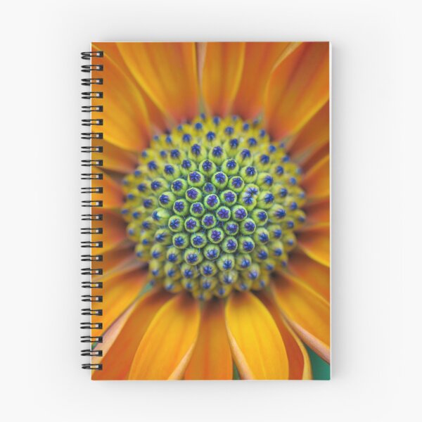 Item preview, Osteospermum designed and sold by alan shapiro.