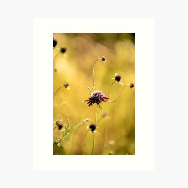 Golden Meadow Art Print