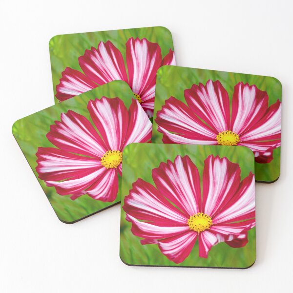 Item preview, Crazy for Candy Stripe Cosmos designed and sold by Rivercoatl.