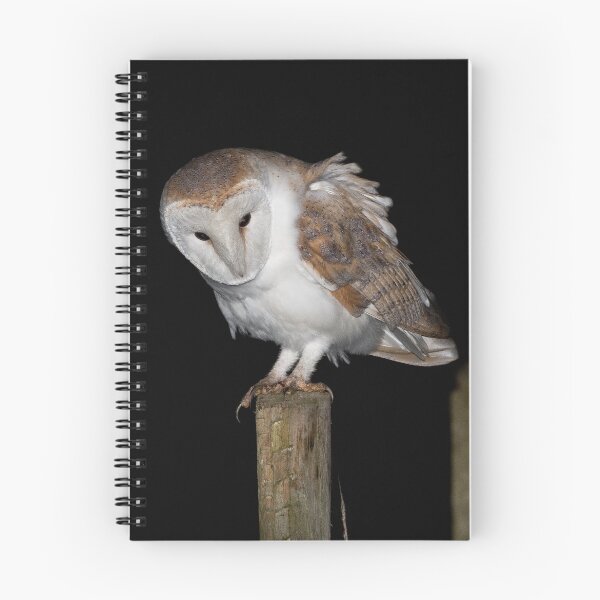 Item preview, Barn Owl designed and sold by Ian Hufton.