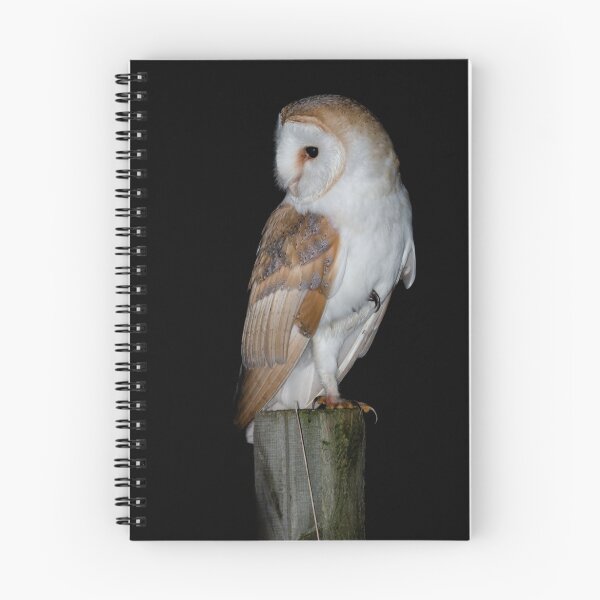 Item preview, Barn Owl designed and sold by Ian Hufton.