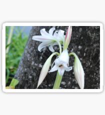 Barbados Spring Theme Flowers If you like, please purchase, try a cell phone cover thanks Sticker