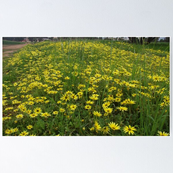 Item preview, Yellow Cape Weed designed and sold by lezvee.