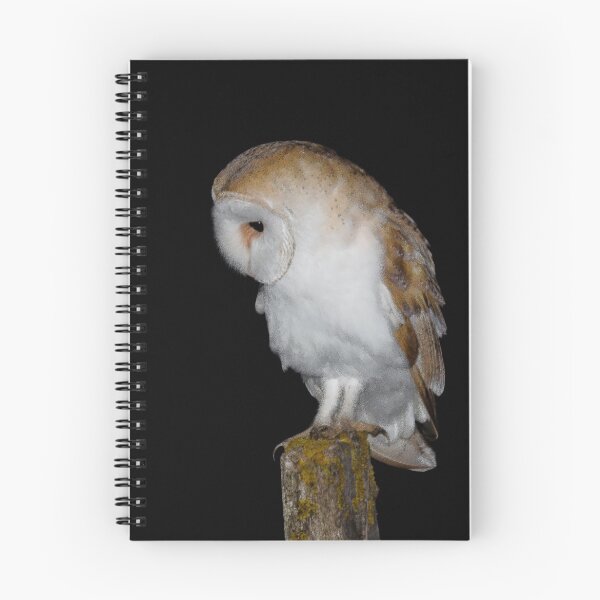 Item preview, Barn Owl designed and sold by Ian Hufton.
