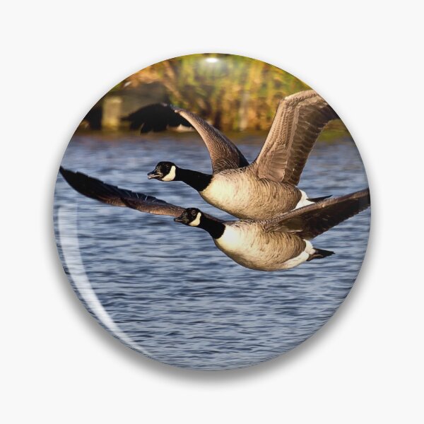 Artikelvorschau, Canada Geese in flight entworfen und verkauft von Violaman.