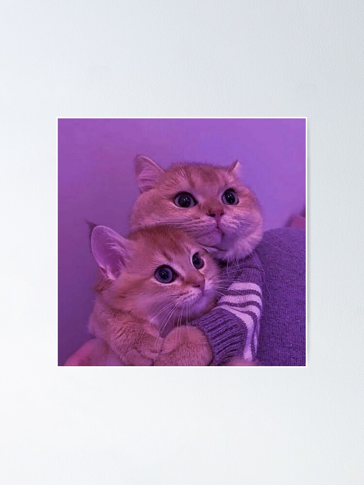 Cats aesthetic