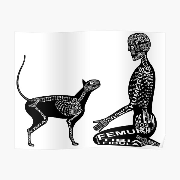 Skeleton man and cat Poster