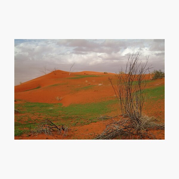 Item preview, Joe Mortelliti Gallery - Pending Wildflowers, North Simpson Desert, Northern Territory, Australia. designed and sold by thisisaustralia.