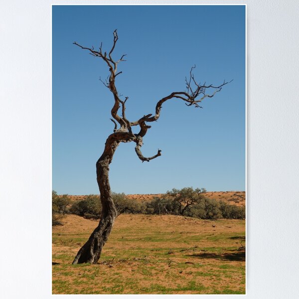 Item preview, Joe Mortelliti Gallery - Gidgee Tree, Simpson Desert, Queensland, Australia. designed and sold by thisisaustralia.