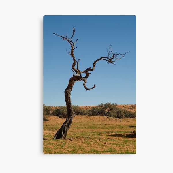 Joe Mortelliti Gallery - Gidgee Tree, Simpson Desert, Queensland, Australia. Canvas Print