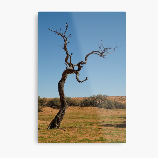 Joe Mortelliti Gallery - Gidgee Tree, Simpson Desert, Queensland, Australia. Metal Print