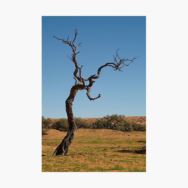 Item preview, Joe Mortelliti Gallery - Gidgee Tree, Simpson Desert, Queensland, Australia. designed and sold by thisisaustralia.